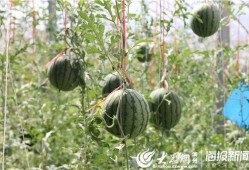 山西网红吃瓜事件视频最新